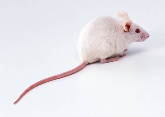 小白鼠
