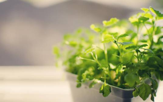 绿色植物（含有叶绿素的非单细胞植物）