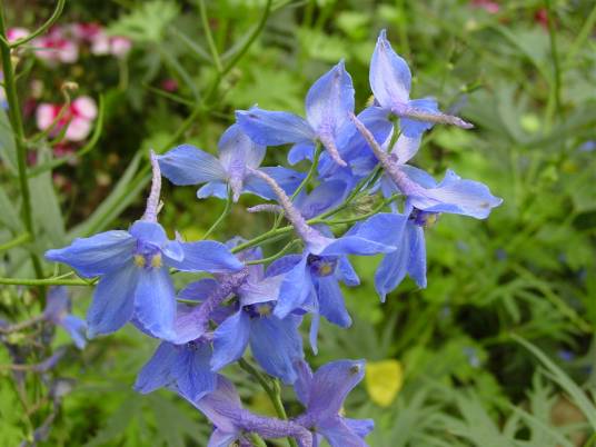 飞燕草(毛茛科飞燕草属植物)