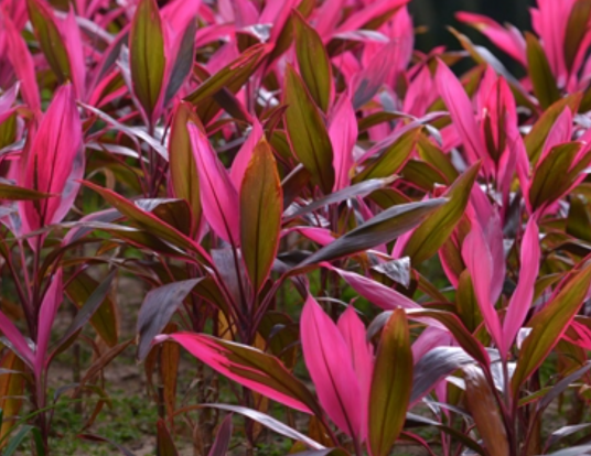 朱蕉（天门冬科朱蕉属植物）