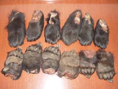 熊掌（熊科动物的脚掌）