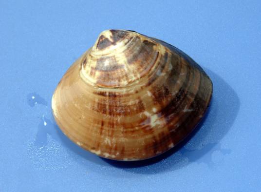 文蛤（广温、低盐、半咸水贝类）