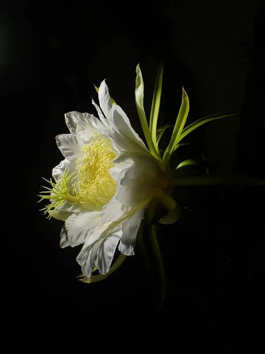 霸王花（仙人掌科量天尺属植物）