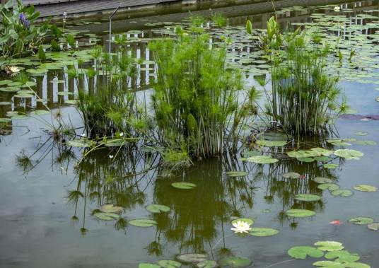 水生植物(在水中生长的植物)