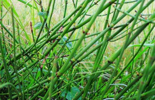 木贼(木贼科木贼属植物)