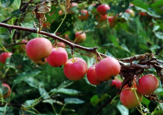 沙果（蔷薇科苹果属植物）