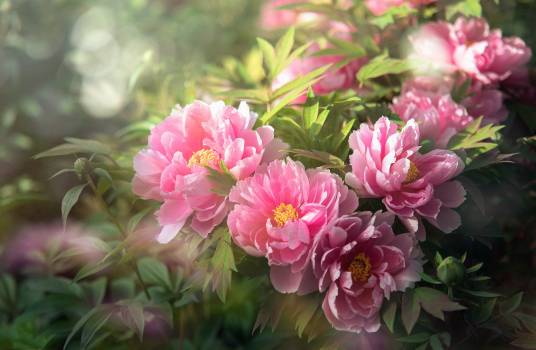 洛阳牡丹（毛茛科芍药属植物）