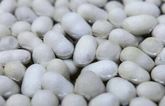 蚕茧(汉语词汇、桑蚕的茧)