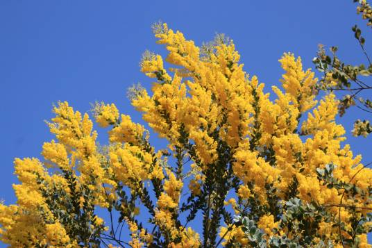 金合欢（豆科金合欢属植物）