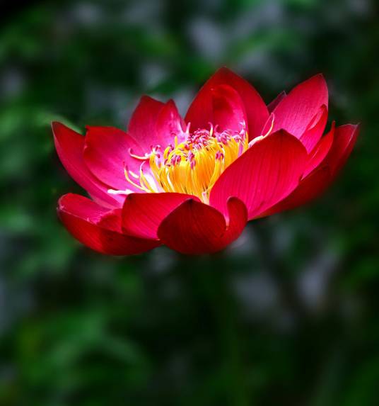 红莲（开花的睡莲科植物）