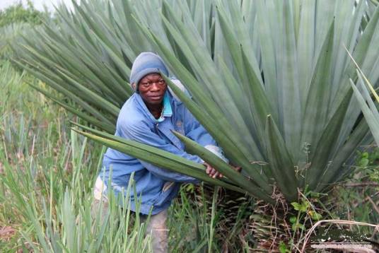 剑麻(天门冬科龙舌兰属植物)