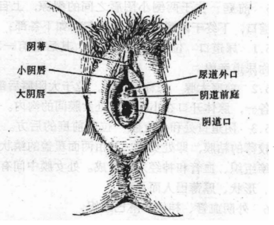 外阴