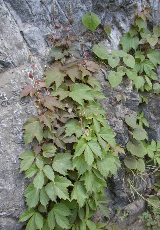 爬山虎属
