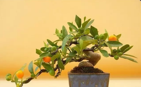 金豆(芸香科金橘属植物)