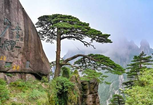 迎客松（安徽省黄山风景区标志性景观）