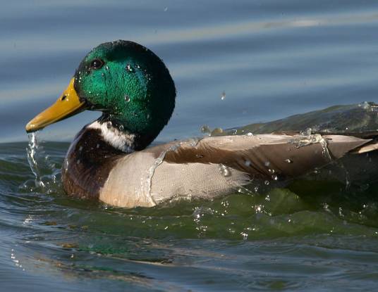 绿头鸭（鸭科鸭属动物）