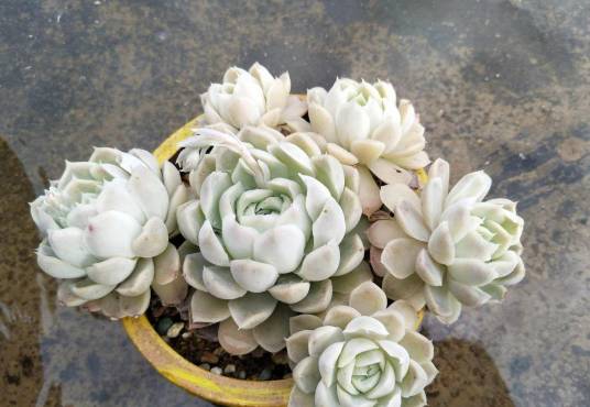 月影(景天科石莲花属植物)