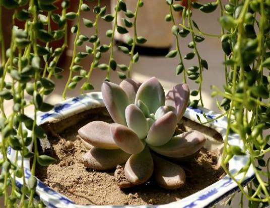 胧月（景天科风车草属植物）