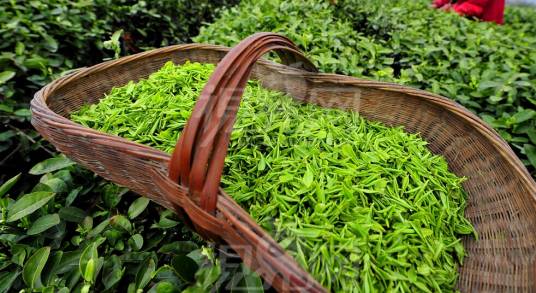 明前茶