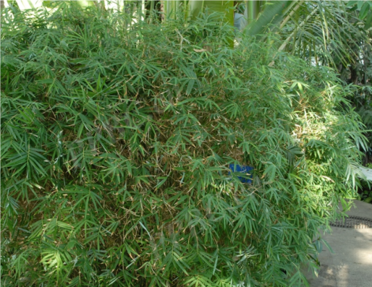 凤尾竹（禾本科簕竹属植物）