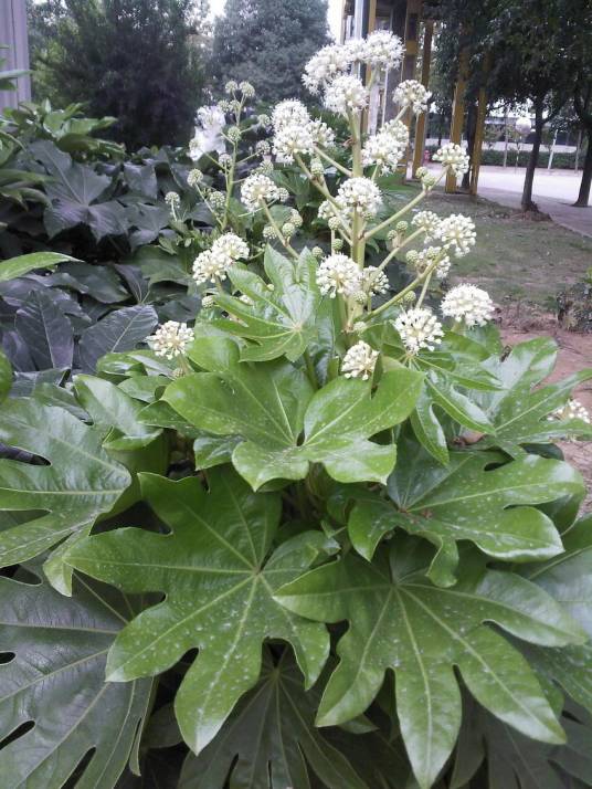 八角金盘（五加科八角金盘属的一种植物）