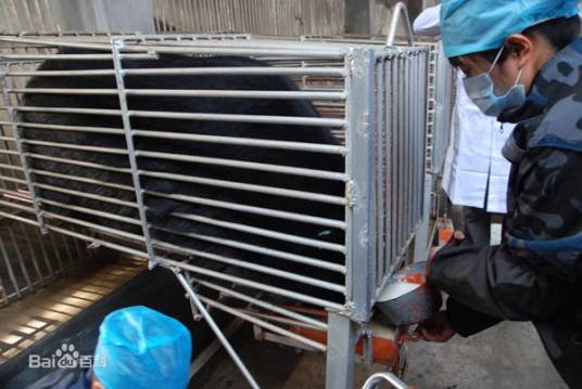 熊胆（熊科动物的胆）