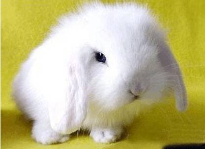 宠物兔