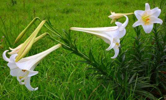 野百合也有春天（1982年罗大佑演唱的歌曲）