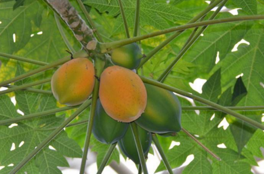 番木瓜(番木瓜科番木瓜属植物)