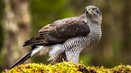 苍鹰（鹰科鹰属中小型猛禽）