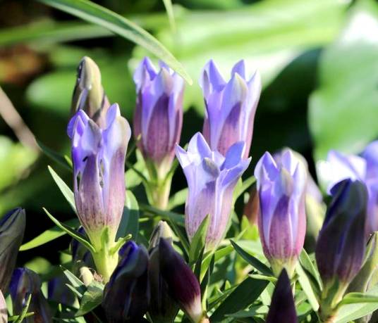 龙胆（龙胆科龙胆属植物）