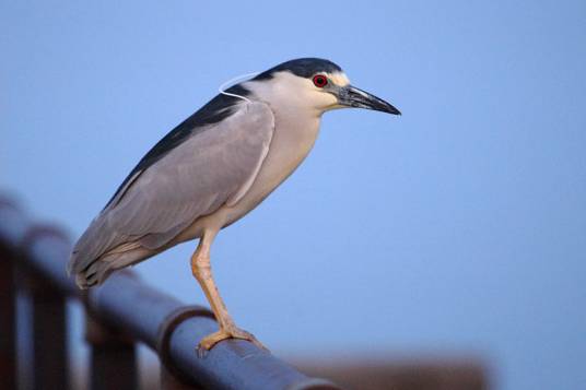 夜鹭（鹭科夜鹭属鸟类的一种）
