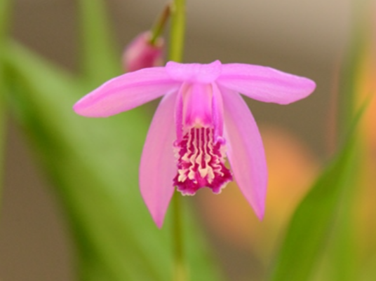 白及（兰科白及属植物）