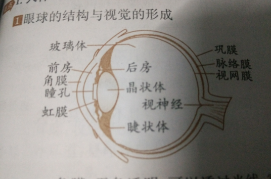 眼球（器官结构）