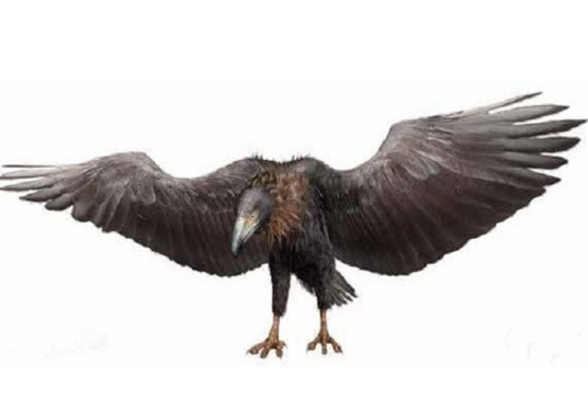 阿根廷巨鹰（畸鸟科阿根廷巨鹰属动物）