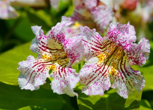 楸（紫葳科梓属植物）