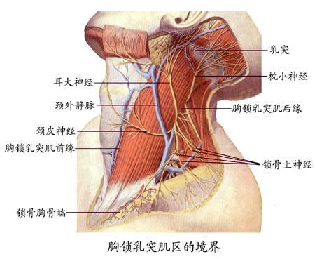 胸锁乳突肌