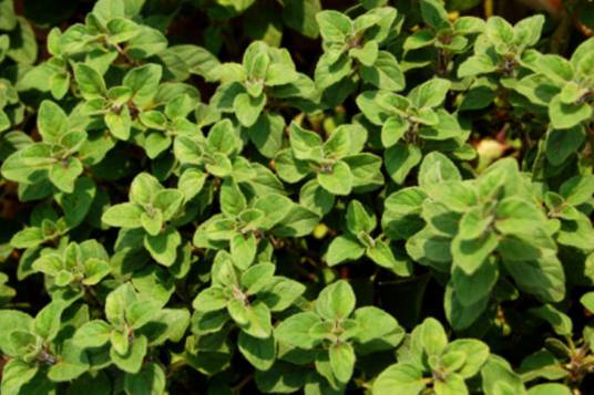 牛至（唇形科牛至属植物）