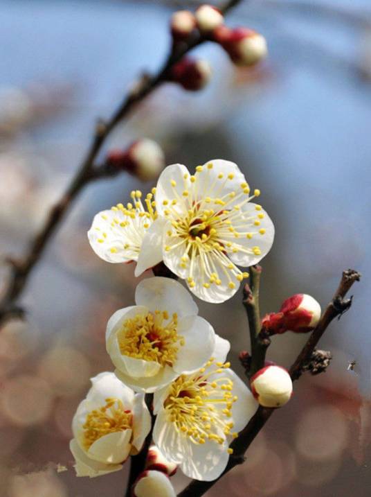 孟春（时间名词）
