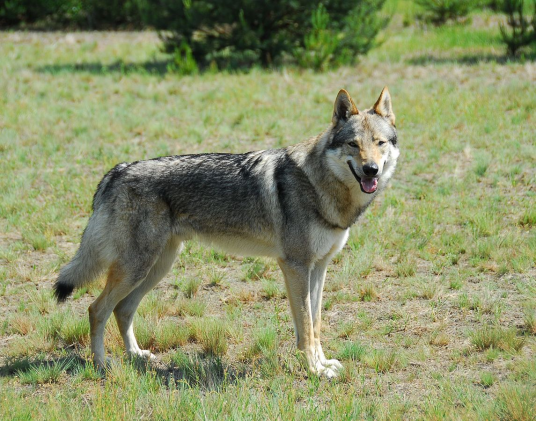 捷克狼犬