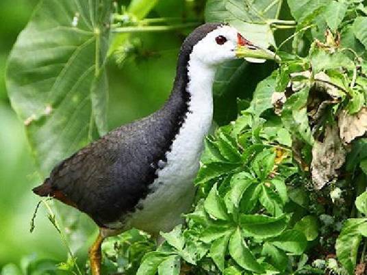 白面水鸡（动物）