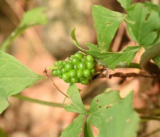 虎掌（天南星科天南星属植物）