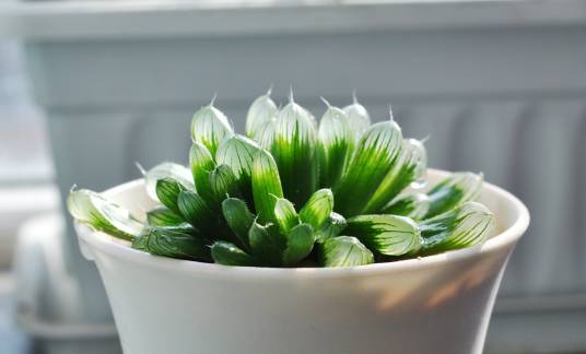 玉露（阿福花科十二卷属植物）