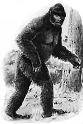 野人(未被证实存在的灵长目动物)