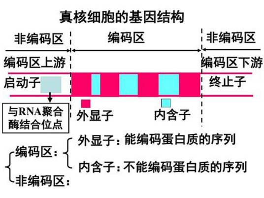 启动子
