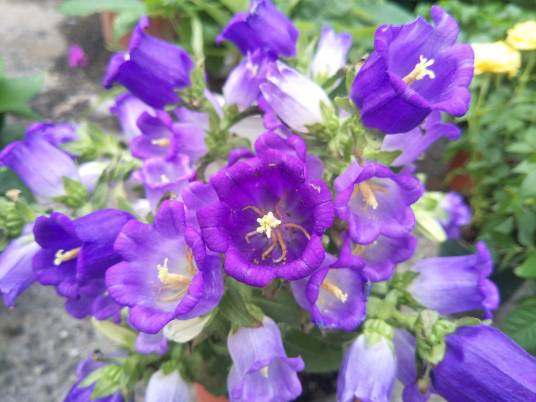 风铃草(桔梗科风铃草属植物)