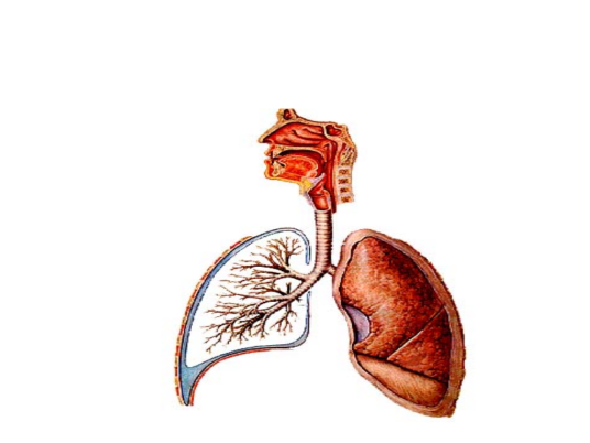 呼吸系统(人体与外界空气进行气体交换的一系列器官的总称)