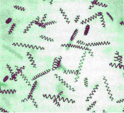 螺旋藻（颤藻科螺旋藻属植物）