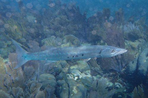 梭子鱼（一种凶猛鱼类）