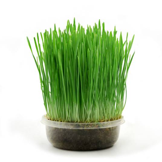 猫草（禾本科植物）